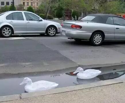 透明膠帶做的鴨子雕塑